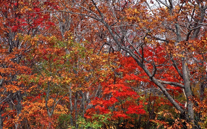 Autumn forest with red and orange leaves