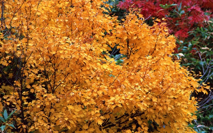 Autumn tree with golden leaves and red foliage