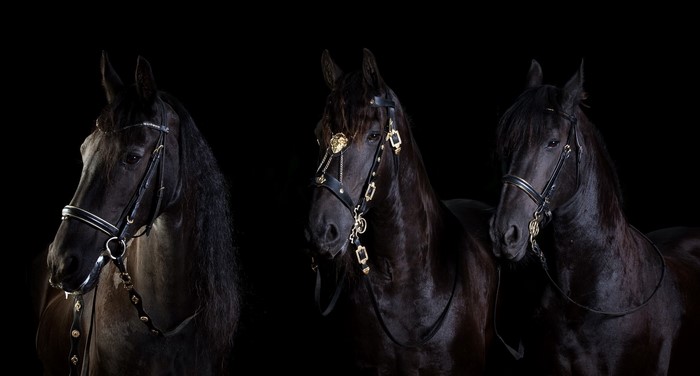 Three black horses with ornate bridles