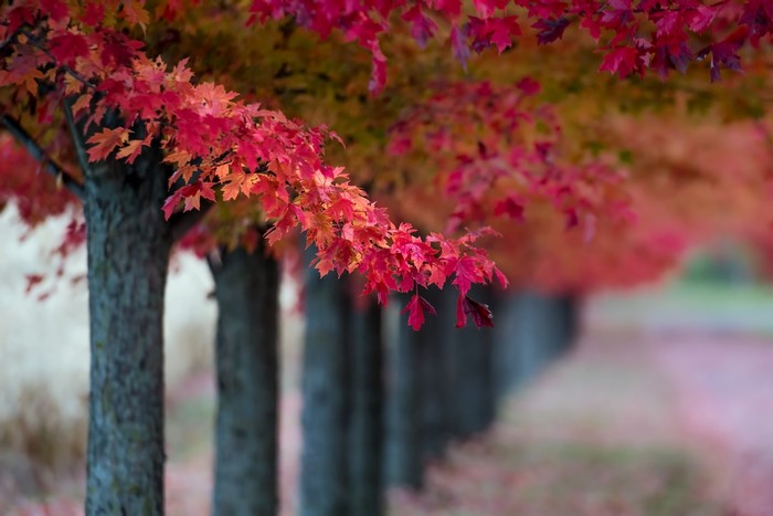 Trees with red and yellow fall leaves in a row