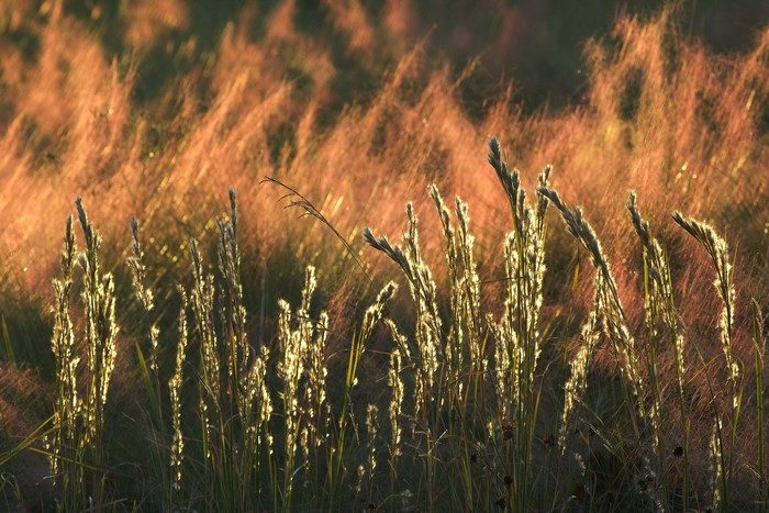 Tall grasses illuminated by golden hour sunlight