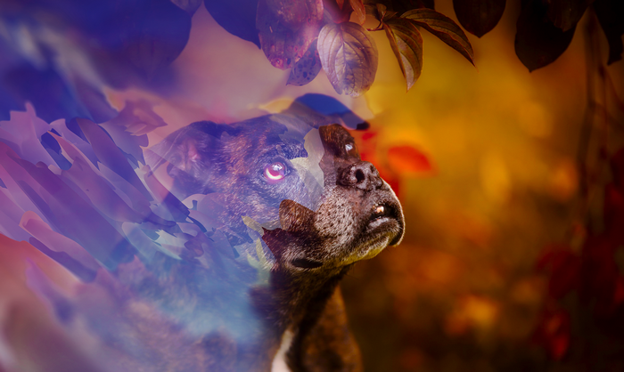 Dog with abstract overlay