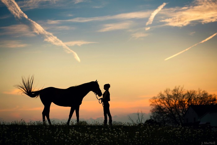Silhouette of a girl and horse at sunset