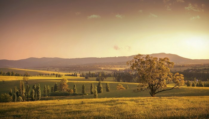 Golden field with trees and rolling hills at sunset