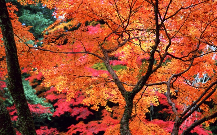 Autumn leaves in vibrant orange and red colors