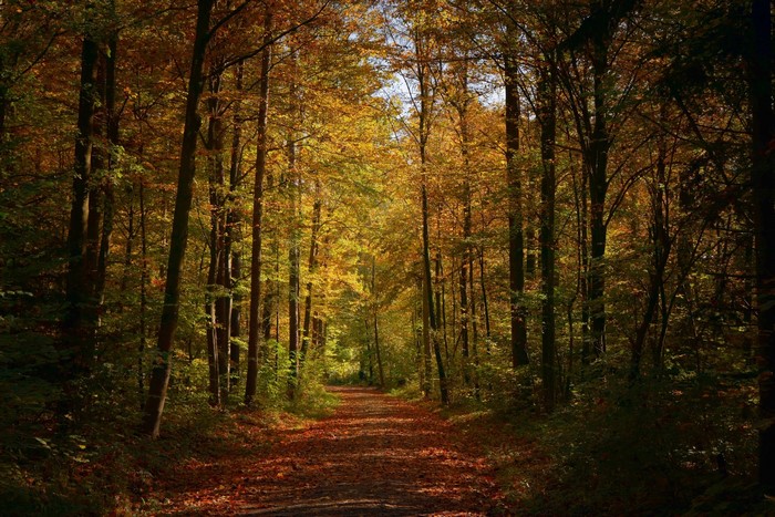 Autumn forest path with fallen leaves