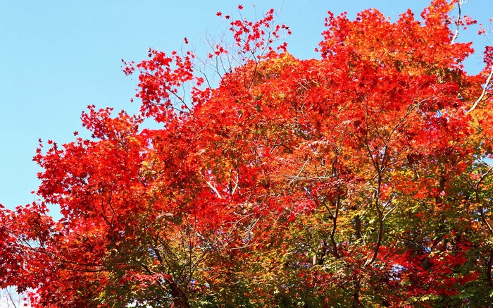 Red Maple Tree in Autumn