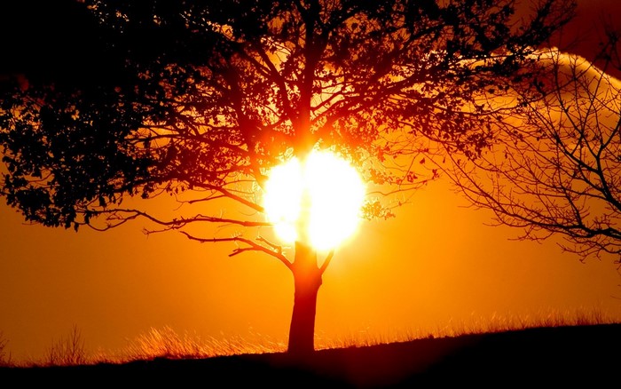Silhouette of a tree against a bright sunset