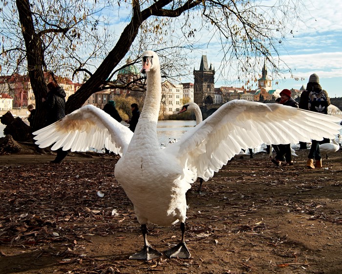 4K Prague Swan at Charles Bridge