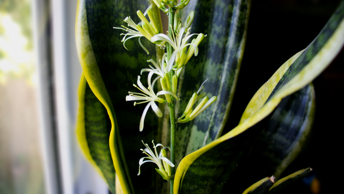 Snake plant with white flowers