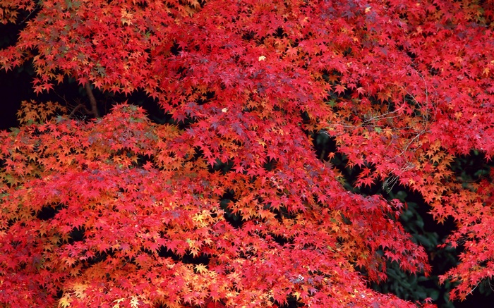 Red maple leaves in autumn