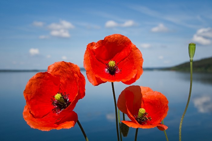 Three red poppies by a lake under a blue sky