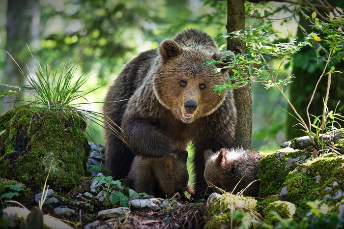 Mother bear with cubs in a forest