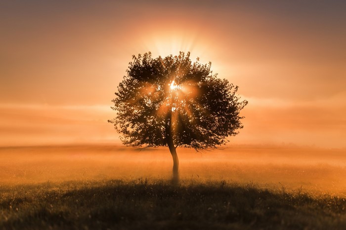 Tree in mist with sun rays at sunrise