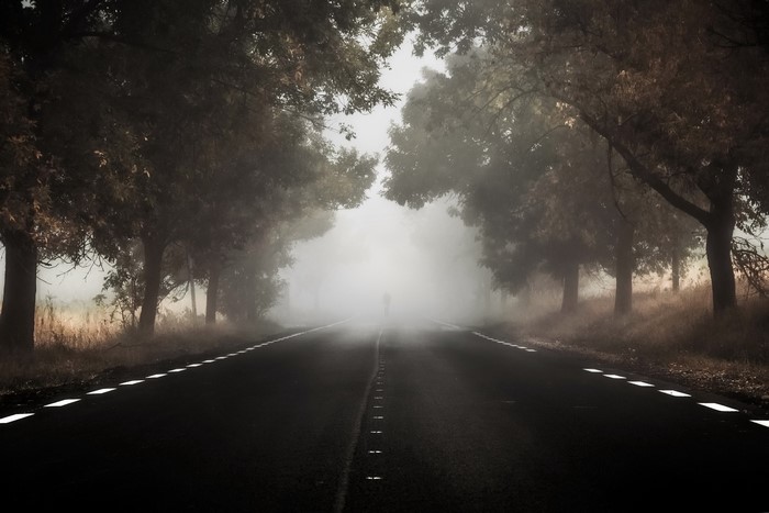 Road through a foggy forest with trees