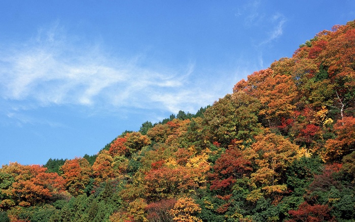 Autumn forest on a hillside under a blue sky