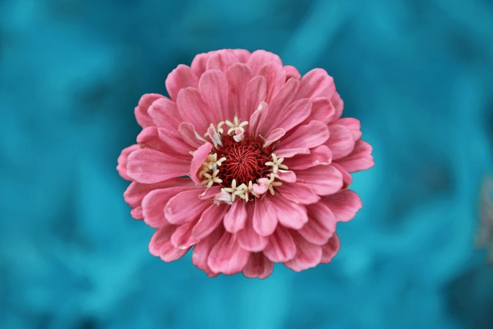 Pink Zinnia Flower Macro Shot