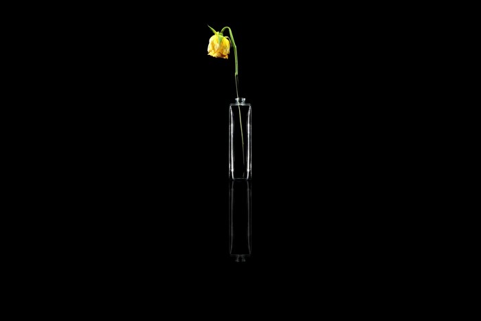 Wilted yellow flower in a glass vase