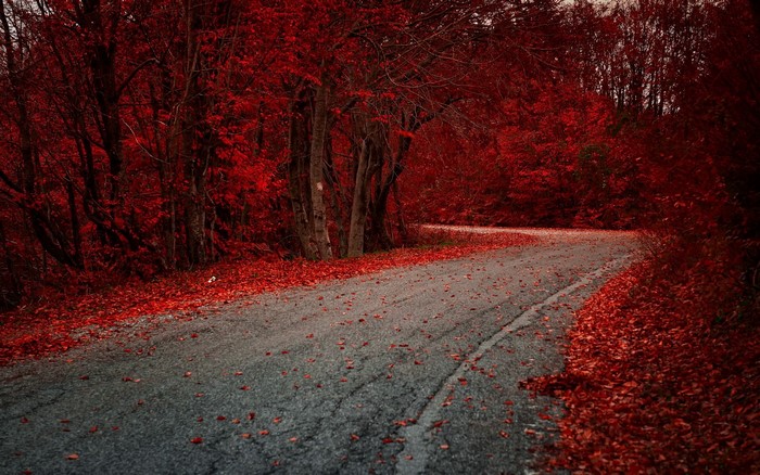 Road through a forest with red autumn leaves