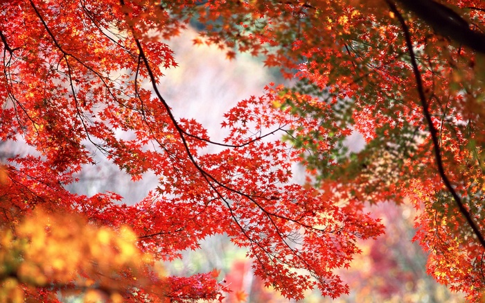 Red maple leaves in autumn