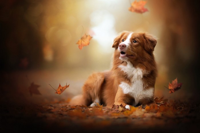Brown dog lying in autumn leaves