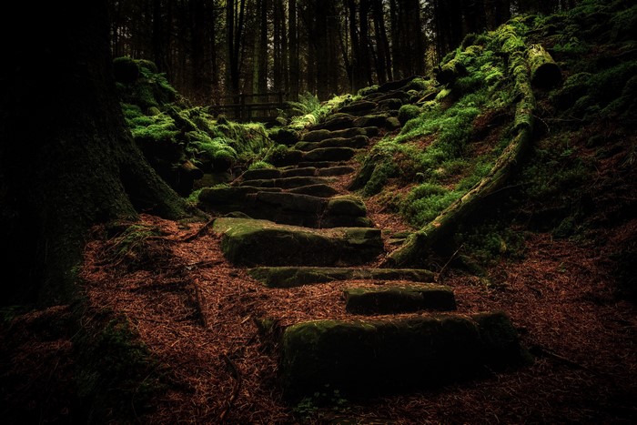 Stone steps covered in moss in a dark forest