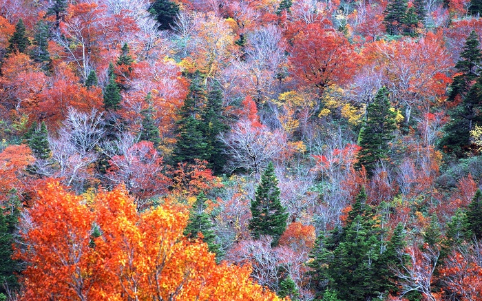 Autumn forest with colorful trees and evergreens