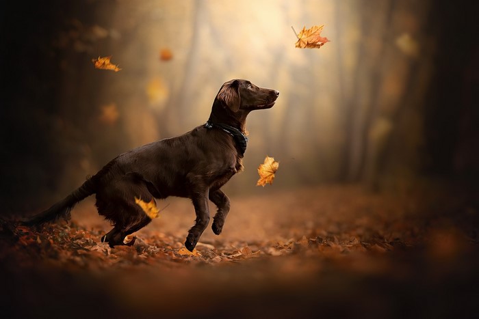 Brown dog playing with falling autumn leaves