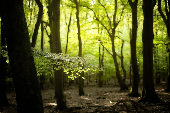 Sunlight filtering through a dense forest canopy