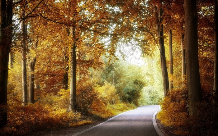 Road through an autumn forest with golden trees