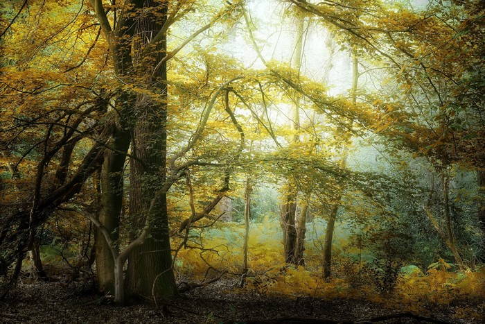 Autumn forest with sunlight filtering through trees