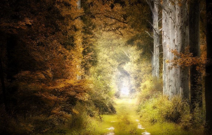 Path through an autumn forest with tall trees