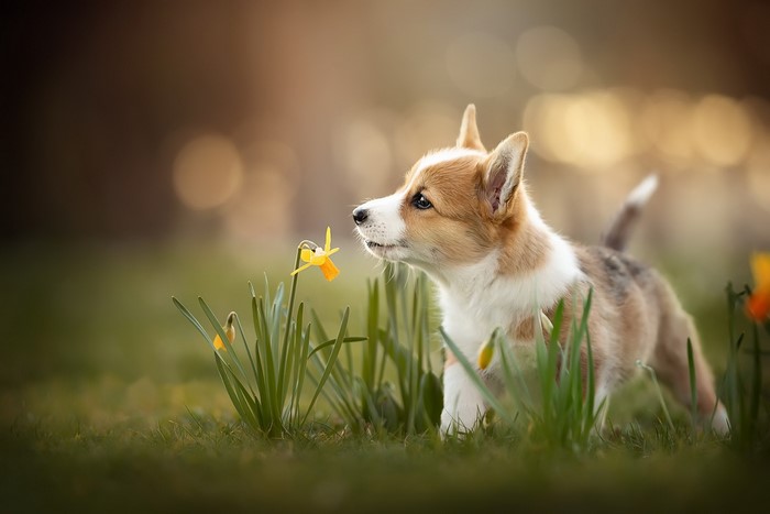 Corgi puppy sniffing a daffodil flower in a field