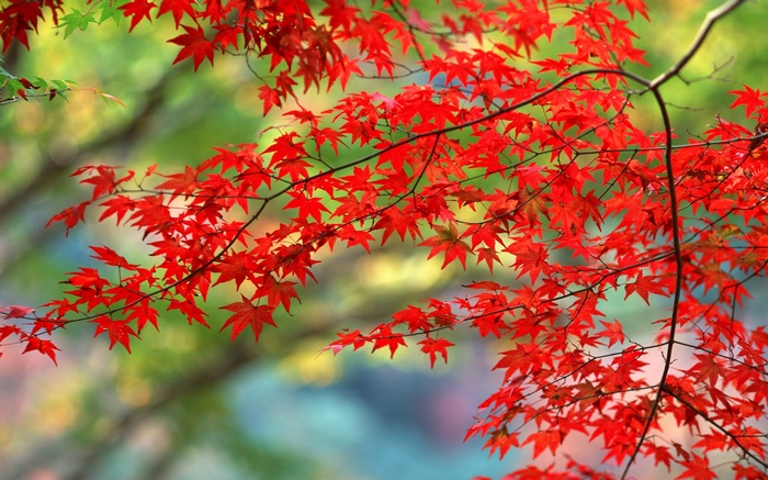 Red maple leaves on a branch in autumn