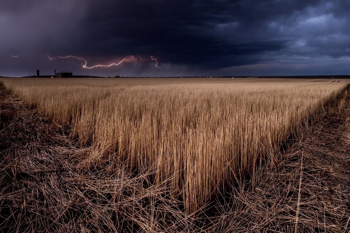 Lightning strikes over a wheat field at dusk