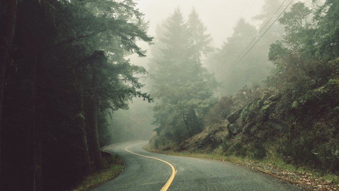 Winding road through a misty forest with tall spruce trees