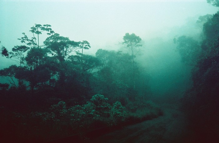 Misty forest with trees and a dirt path