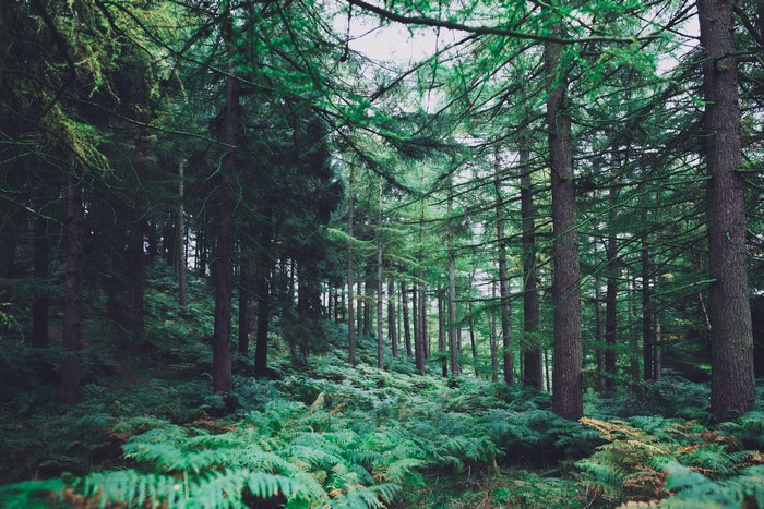 4K forest with tall trees and ferns