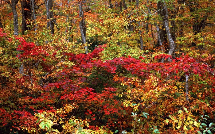 Autumn forest with red and yellow leaves