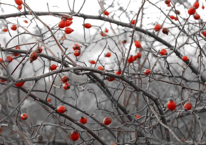 Rose hips on bare branches in winter