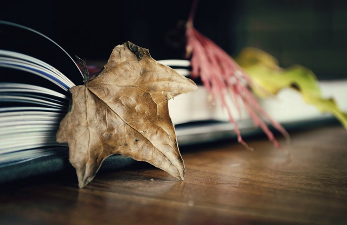 Close-up of a fallen leaf on a book