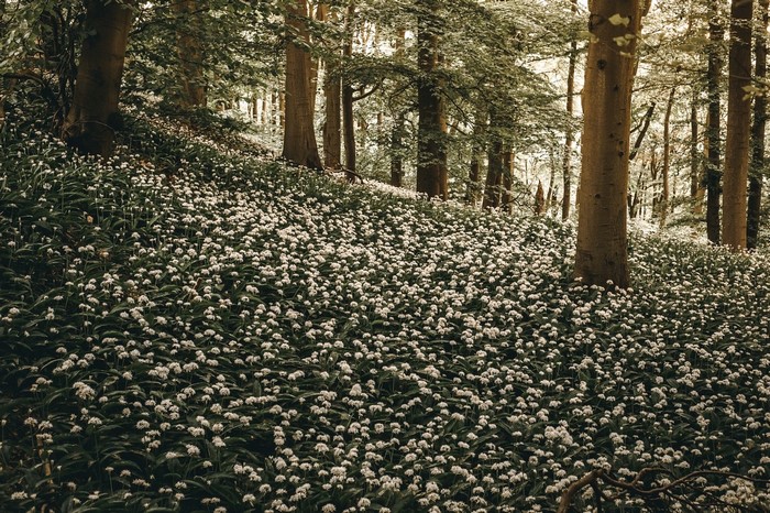 Forest floor covered in white flowers and green plants