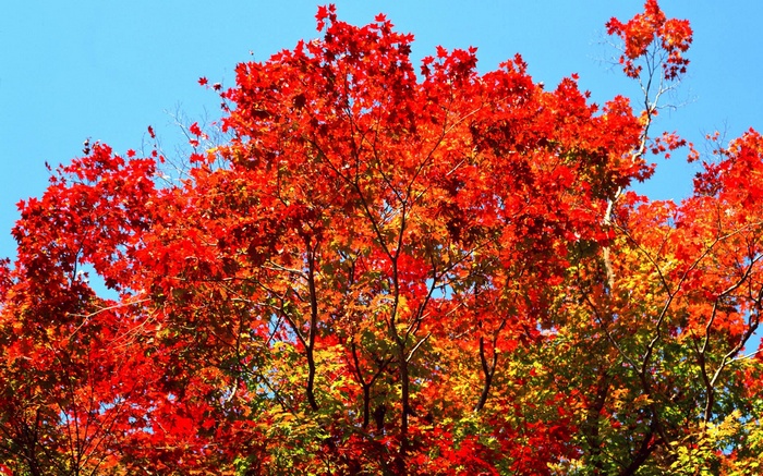 Bright red maple leaves against a blue sky