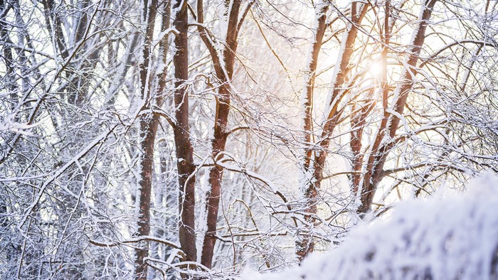 Sunlight filtering through snow-covered trees in winter