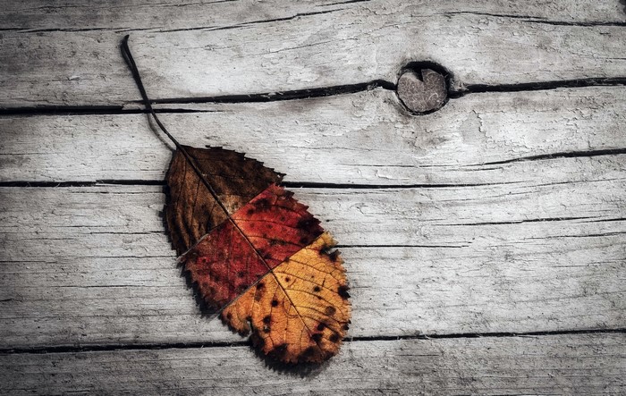 Autumn leaf on weathered wood