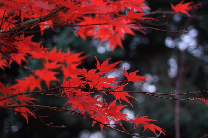 Red maple leaves on branches