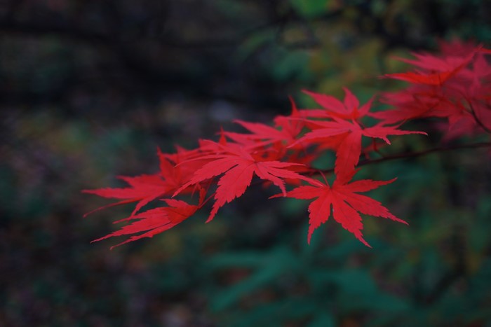 Red maple leaves in a forest