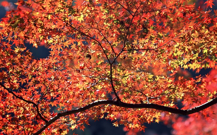 Autumn maple leaves backlit by the sun