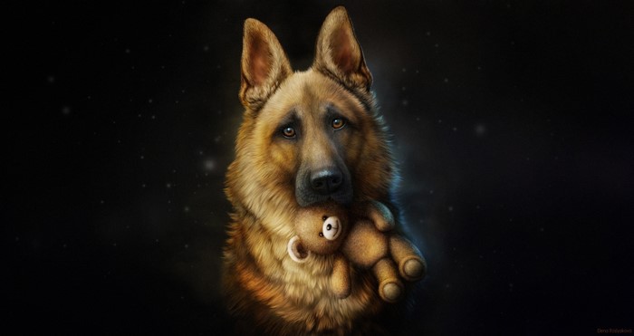 German Shepherd holding a teddy bear