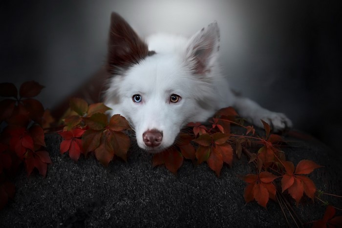 White dog with heterochromia lying among autumn leaves